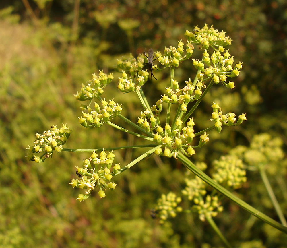 Изображение особи Xanthoselinum alsaticum.