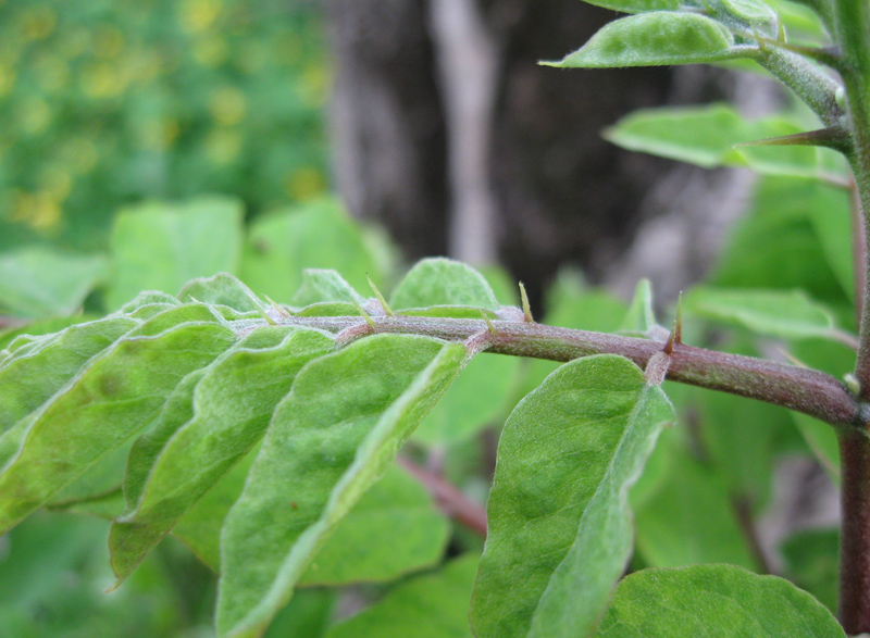 Image of Robinia neomexicana specimen.