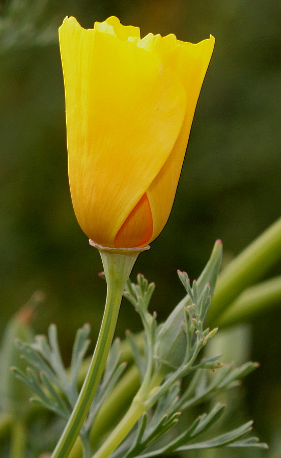 Изображение особи Eschscholzia californica.