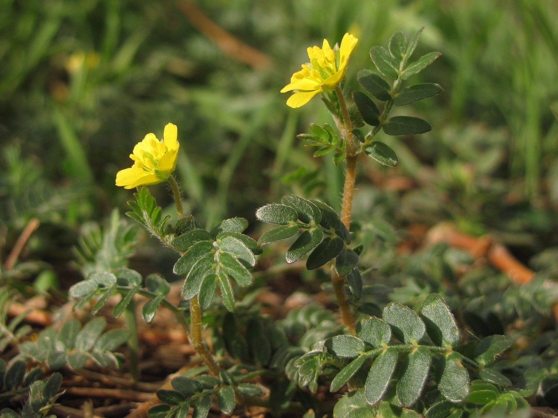 Изображение особи Tribulus terrestris.