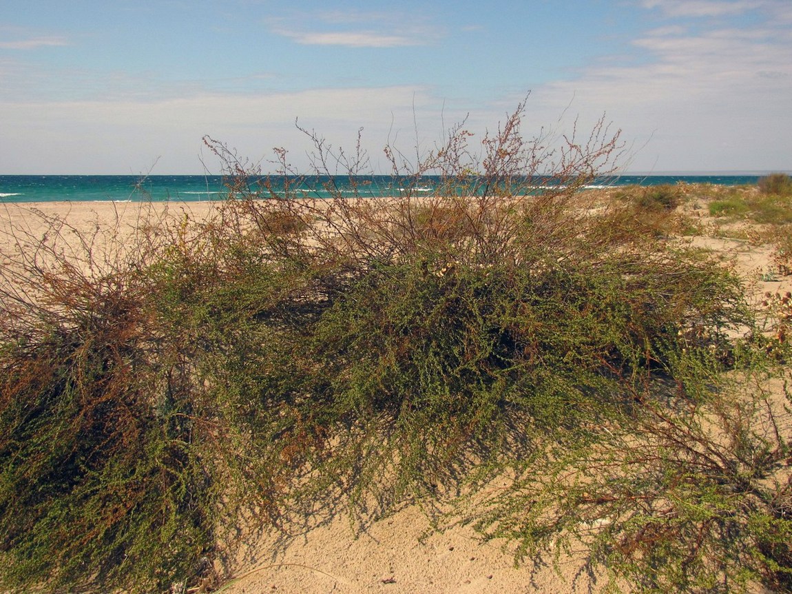 Изображение особи Artemisia arenaria.