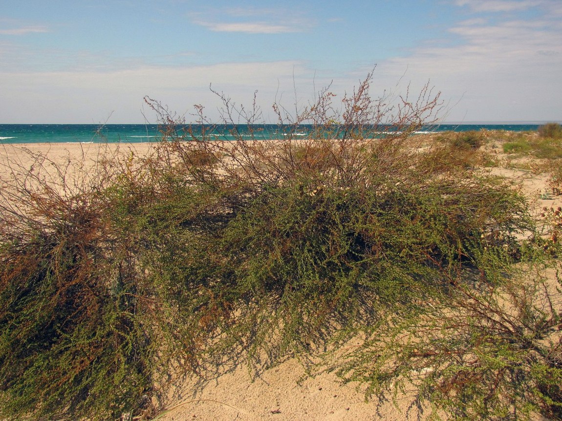 Image of Artemisia arenaria specimen.