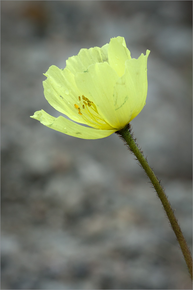 Изображение особи Papaver lapponicum.