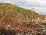 Bupleurum woronowii