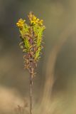 Orthanthella lutea