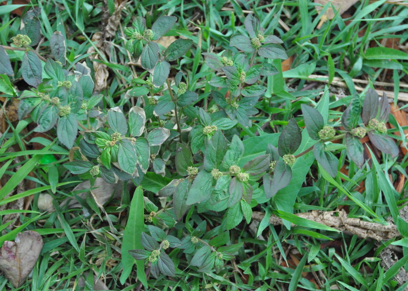 Image of Euphorbia hirta specimen.