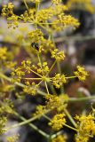 Ferula karataviensis