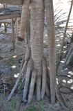 Pandanus tectorius. Основание ствола с корнями-подпорками. Таиланд, остров Тао. 27.06.2013.