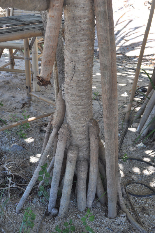 Image of Pandanus tectorius specimen.