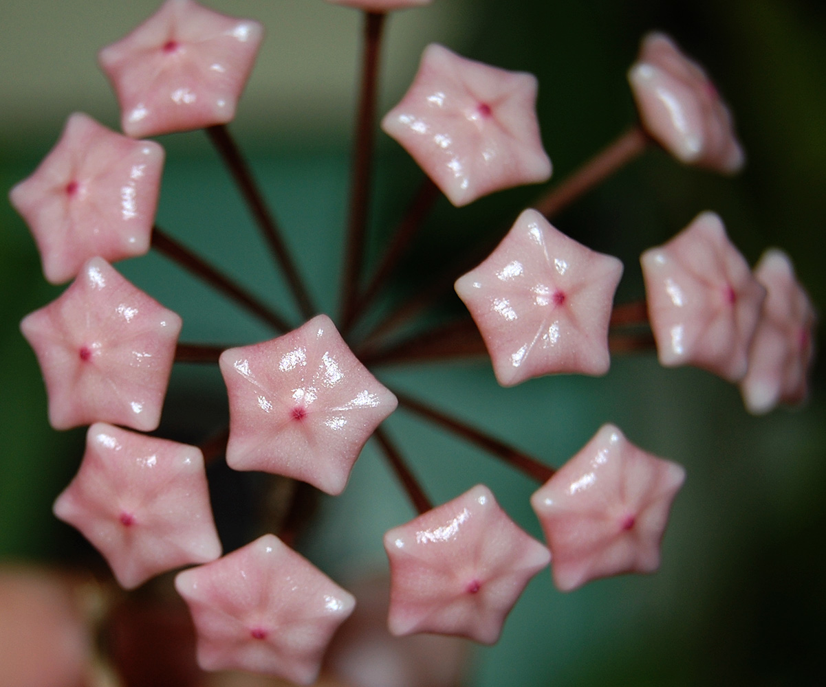 Image of Hoya carnosa specimen.