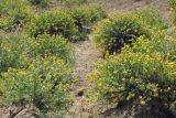 Melilotoides cretacea. Цветущие растения. Восточный Крым, г. Эчки-Даг. 10 июня 2011 г.