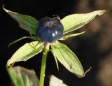 Paris quadrifolia