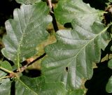 Quercus petraea. Листья. Германия, г. Дюссельдорф, Ботанический сад университета. 04.09.2013.