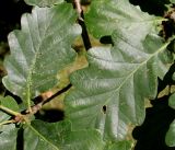 Quercus petraea