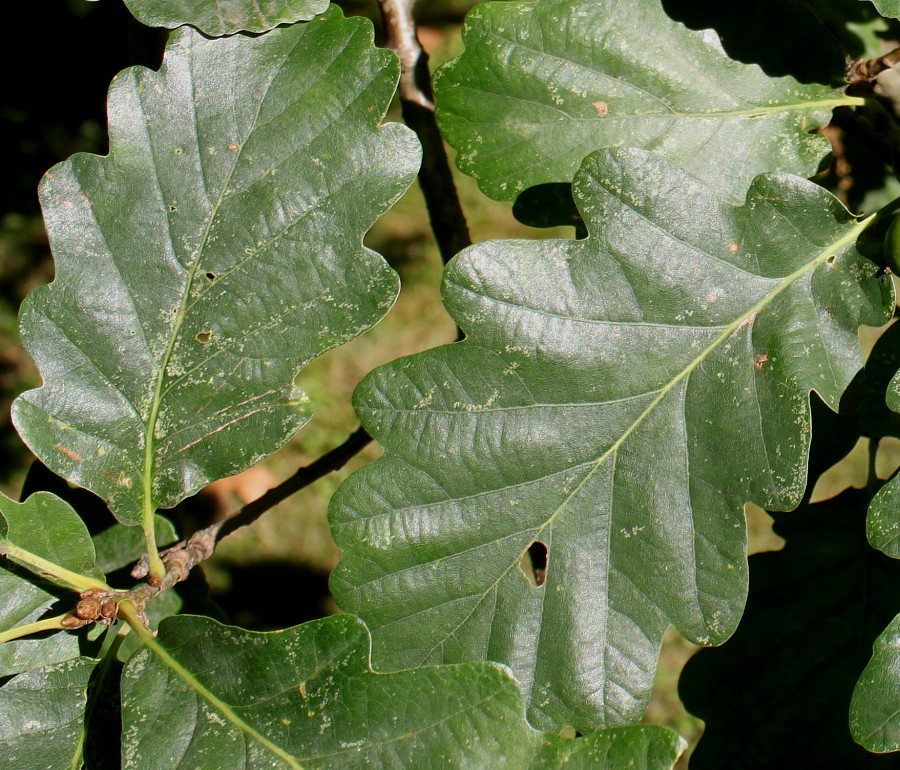 Изображение особи Quercus petraea.