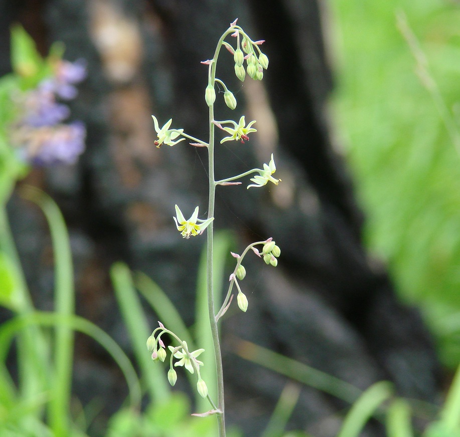 Image of Zigadenus sibiricus specimen.