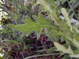 Cirsium vulgare