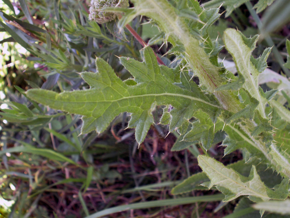 Image of Cirsium vulgare specimen.