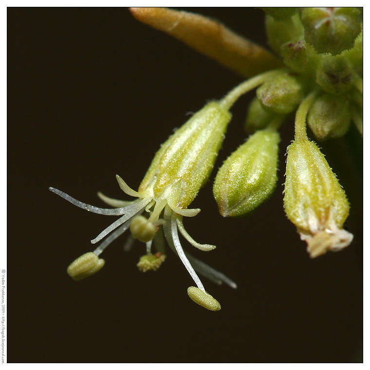 Изображение особи Silene borysthenica.