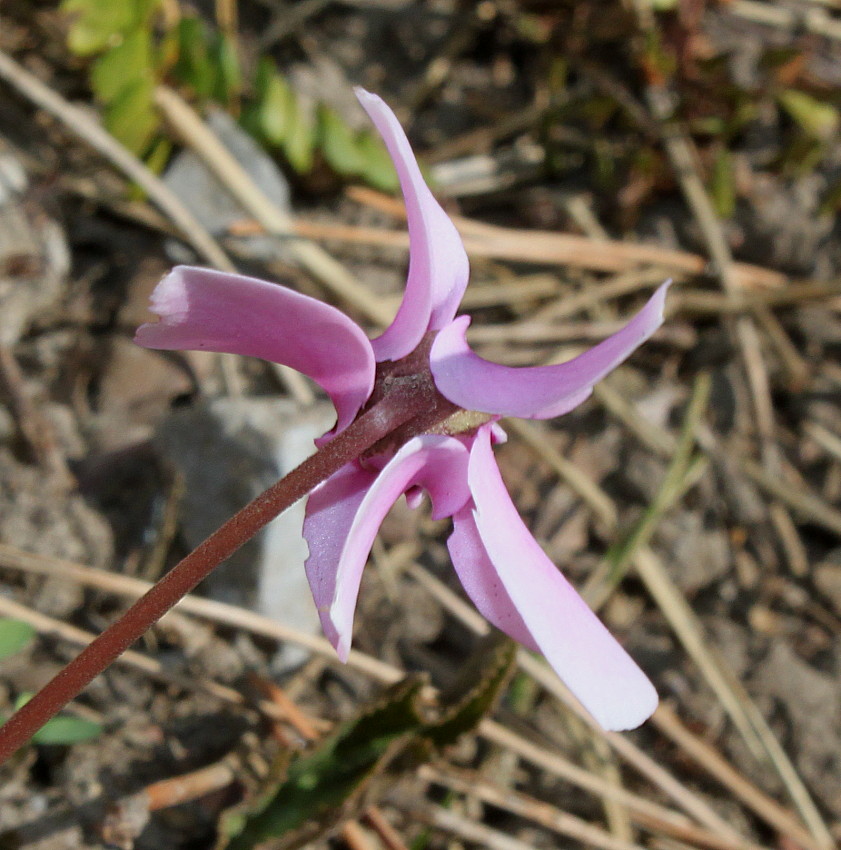Image of Cyclamen hederifolium specimen.