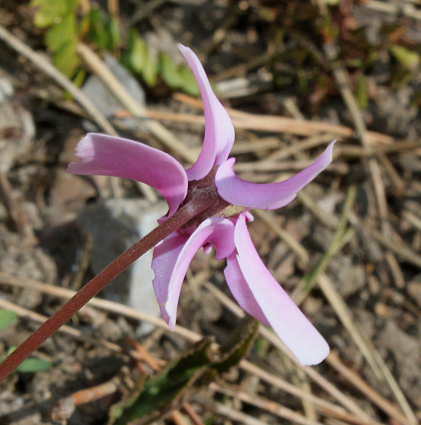 Изображение особи Cyclamen hederifolium.