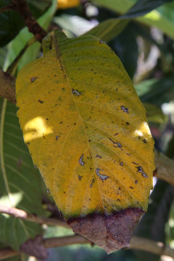 Изображение особи Eriobotrya japonica.