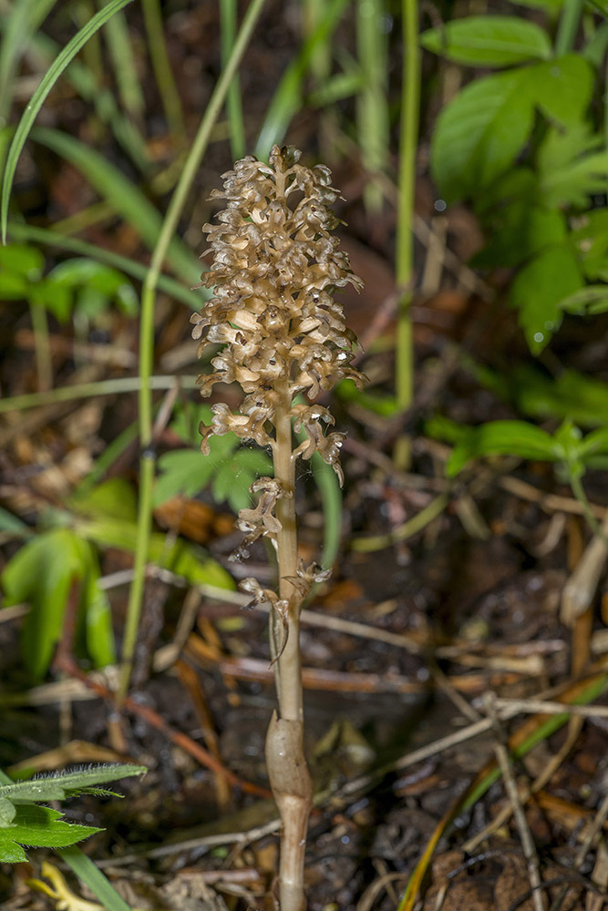 Image of Neottia papilligera specimen.