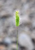 Setaria viridis. Верхушка побега с соцветием. Хабаровский край, левый берег Амура напротив с. Нижнетамбовское, каменистый пляж. 21.07.2013.