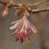 Lonicera praeflorens