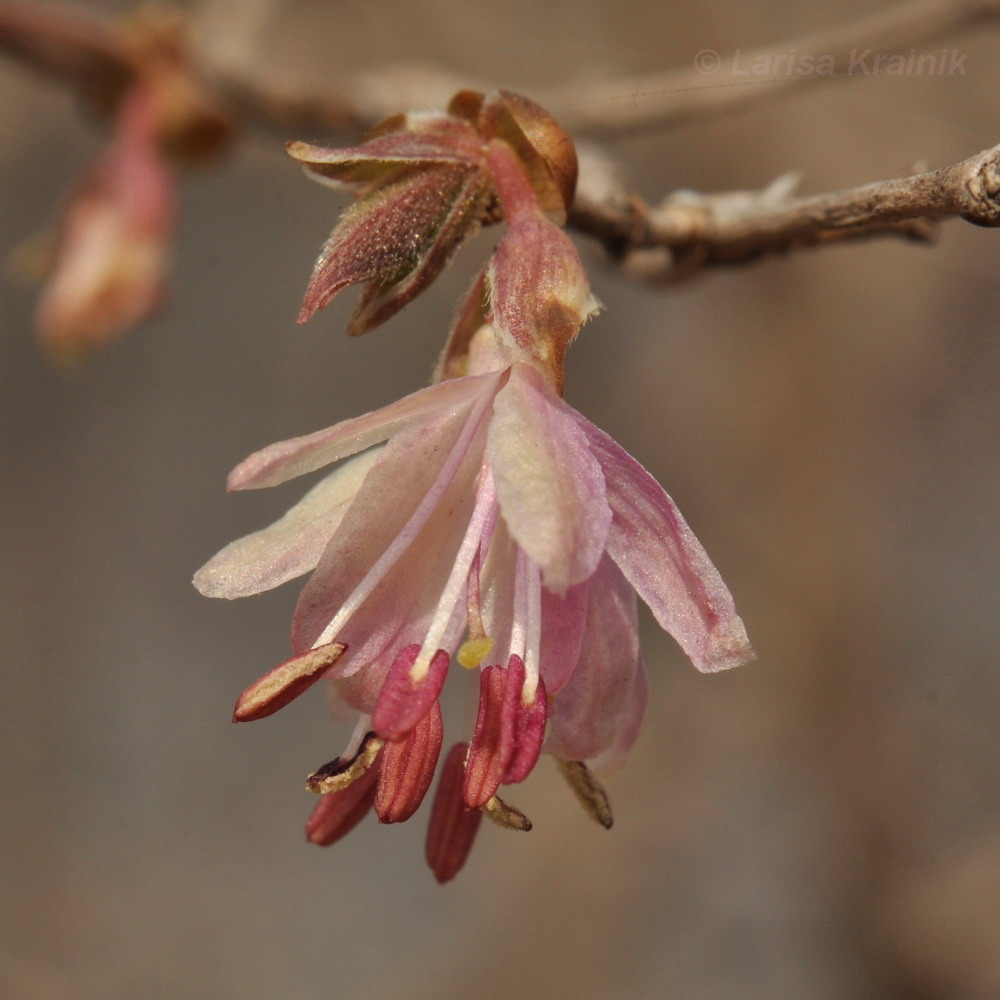 Изображение особи Lonicera praeflorens.