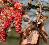 familia Betulaceae. Соцветия и прошлогодние сухие листья. Германия, г. Дюссельдорф, Ботанический сад университета. 13.03.2014.