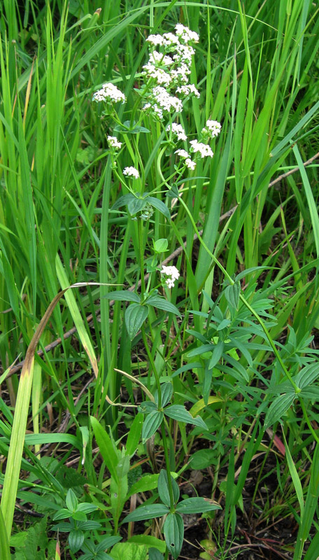 Image of Galium boreale specimen.