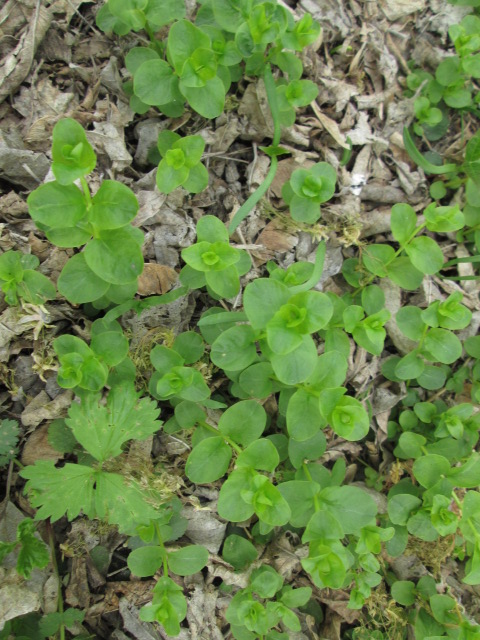 Image of Lysimachia nummularia specimen.