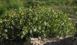 Coronilla scorpioides