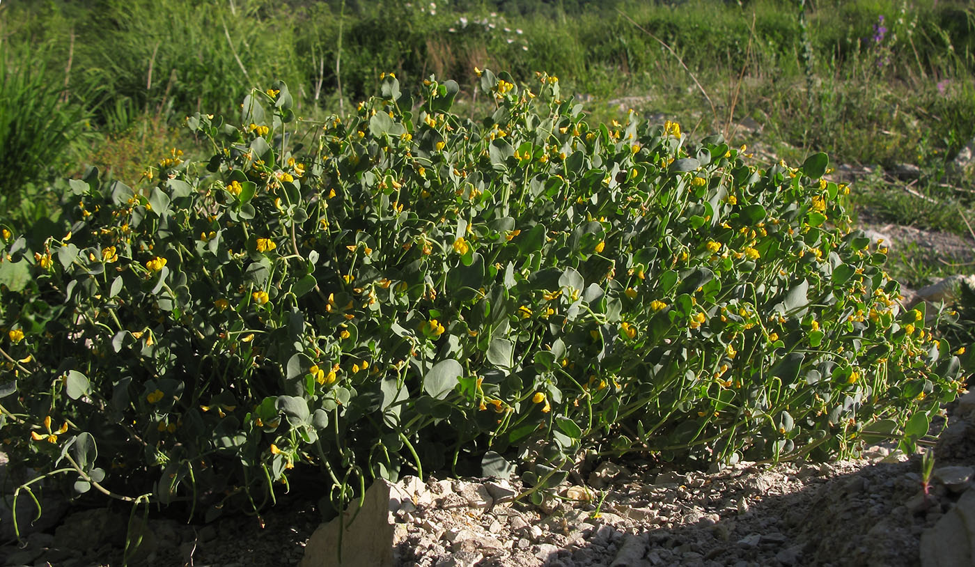 Изображение особи Coronilla scorpioides.