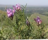 Astragalus oropolitanus