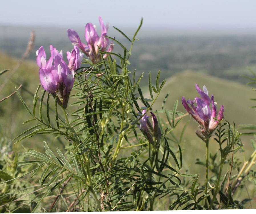 Изображение особи Astragalus oropolitanus.