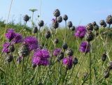 Centaurea scabiosa. Верхушки побегов с распустившимися и нераспустившимися соцветиями. Ярославская обл., Переславский р-н, национальный парк «Плещеево озеро», Клещинское городище. 5 июля 2013 г.