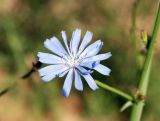 Cichorium intybus. Соцветие. Московская обл., Истринский р-н, Павловская слобода. 23.06.2007.