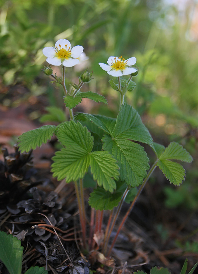 Изображение особи Fragaria orientalis.