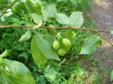 Prunus cerasifera. Ветвь с незрелыми плодами. Ставропольский край, г. Кисловодск, парк, сосняк, в подлеске (43°53′46,35″ с.ш., 42°43′37,68″ в.д.). 27.05.2014.