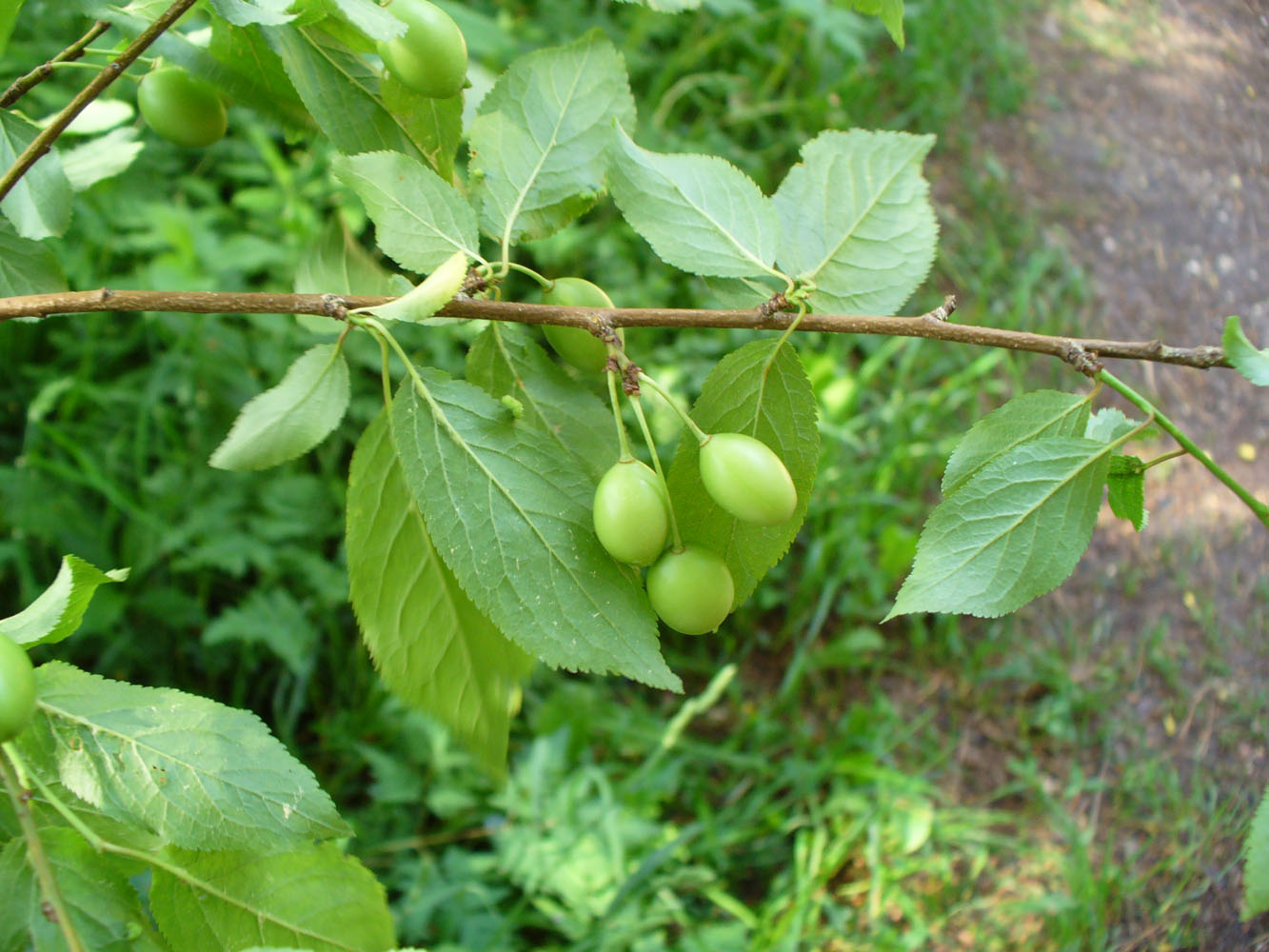 Image of Prunus cerasifera specimen.