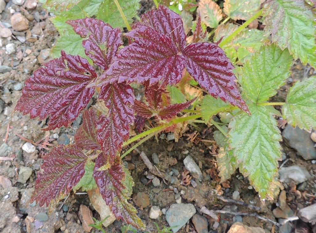 Изображение особи Rubus matsumuranus.