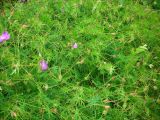 Geranium sanguineum