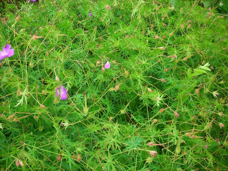 Image of Geranium sanguineum specimen.