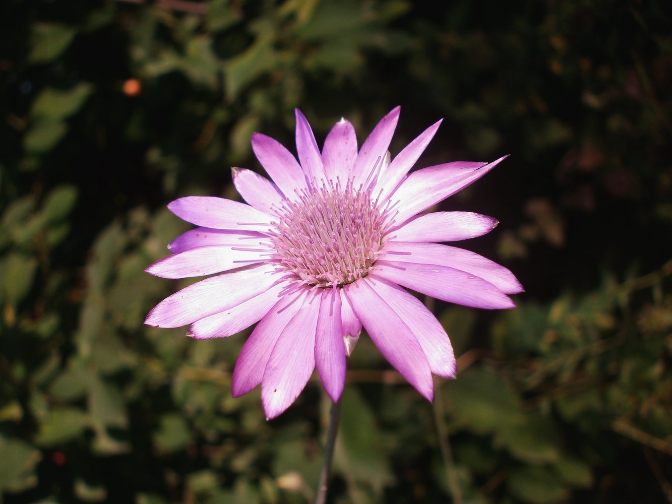 Image of Xeranthemum annuum specimen.