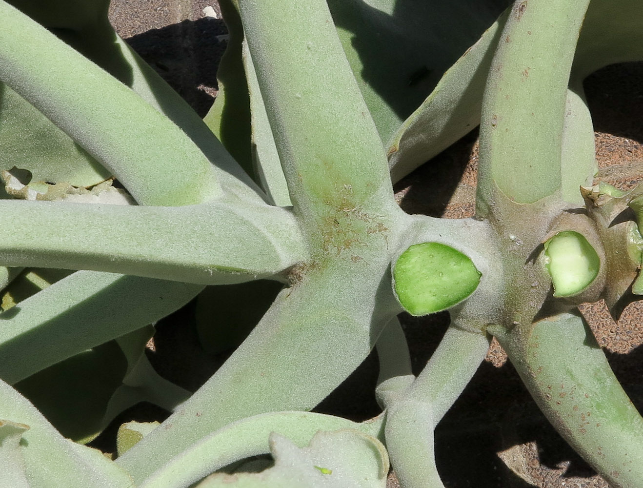 Изображение особи Kalanchoe beharensis.