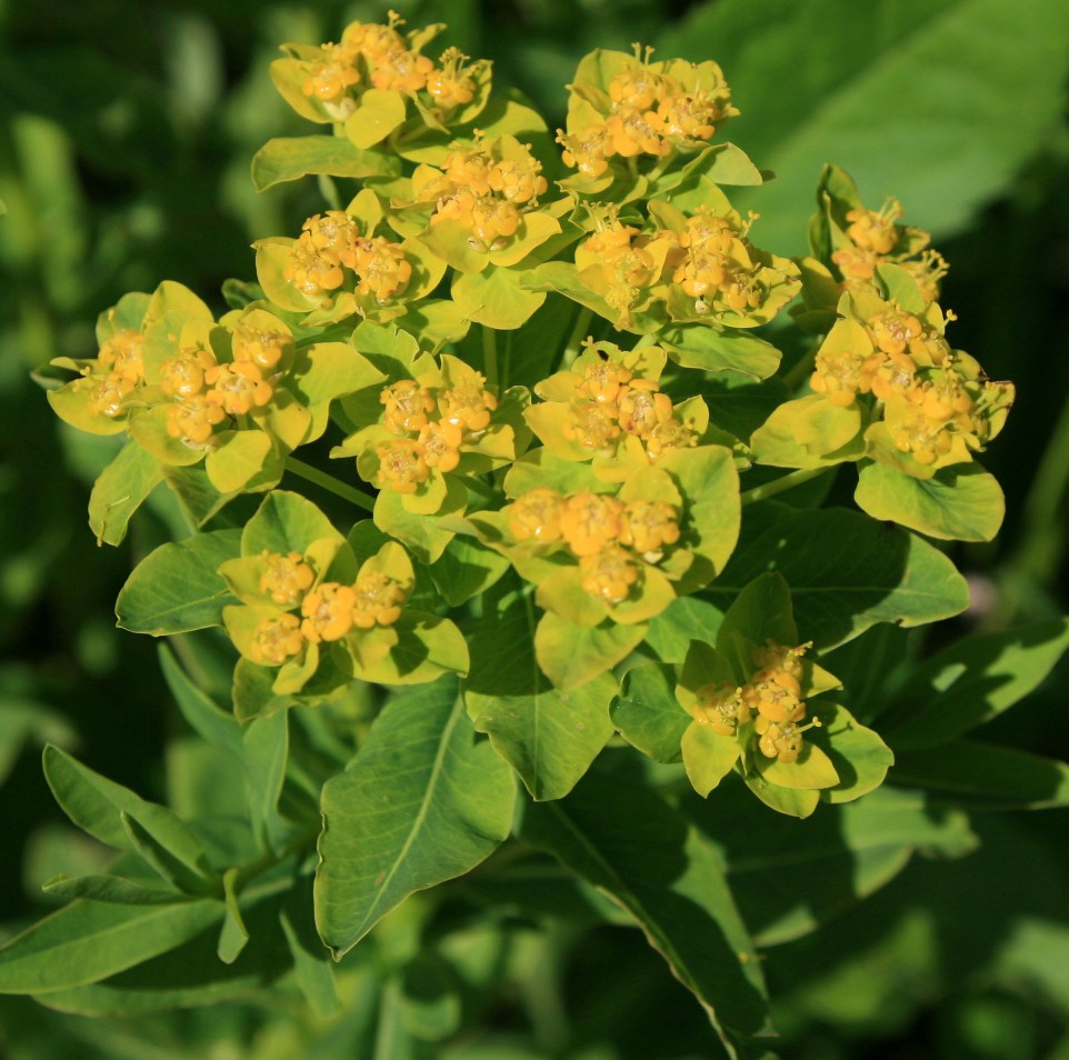 Image of Euphorbia procera specimen.