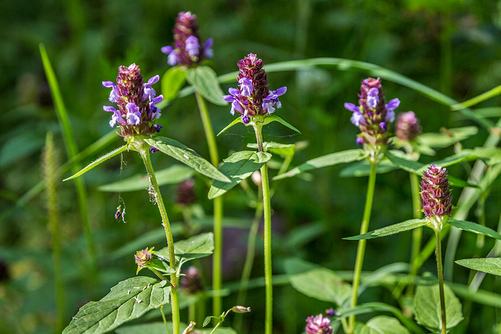 Изображение особи Prunella vulgaris.