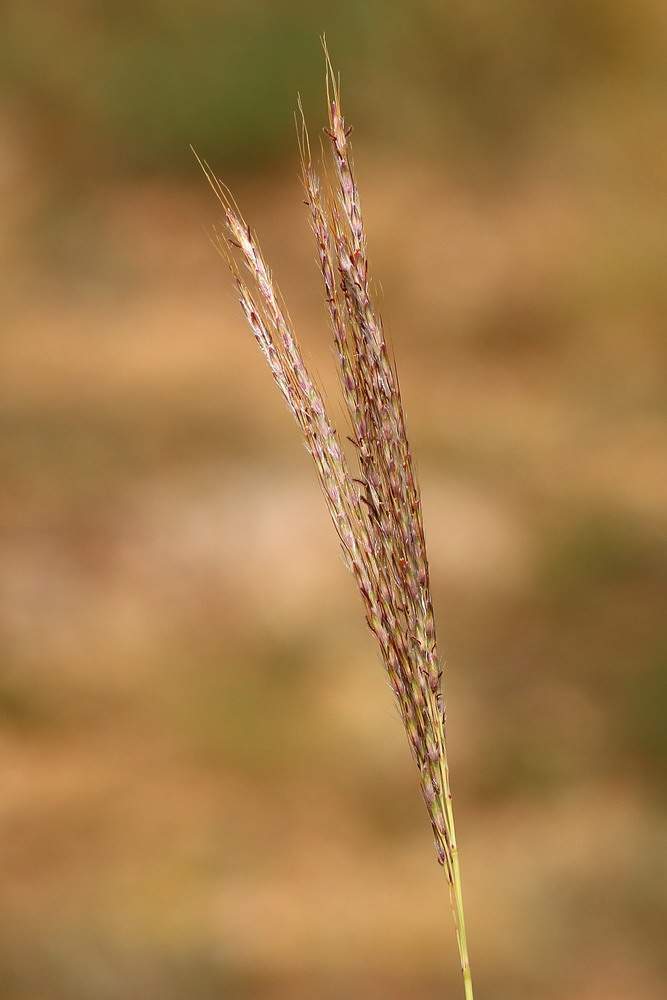 Изображение особи Bothriochloa ischaemum.